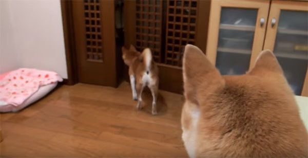 ご主人の帰りを待つ柴犬