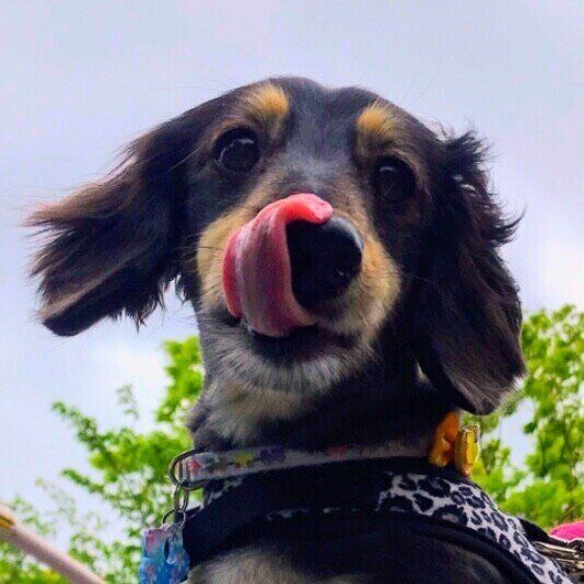 ミニチュア・ダックスフンド・はるくん・舌を出す