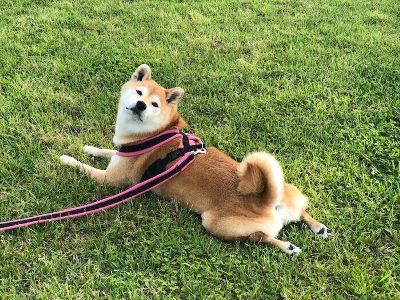 虫が怖い柴犬マロたんにお散歩時の虫よけ対策 でもいつも通り塩対応なマロたんです いぬのきもちweb Magazine 虫が怖い柴犬マロたんにお散歩時の虫よけ対策 でもいつも通り塩対応なマロたんです いぬのきもちweb Magazine