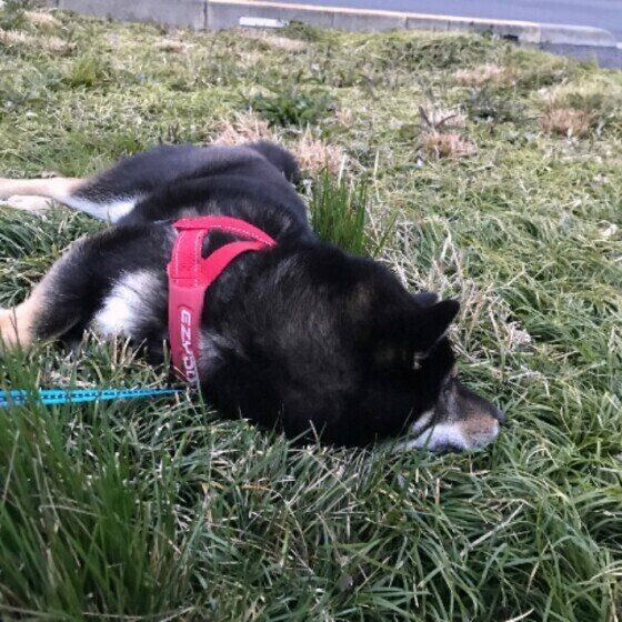 柴犬のてんちゃん