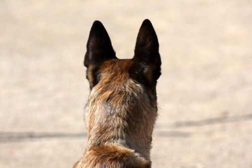 両耳を立てる犬