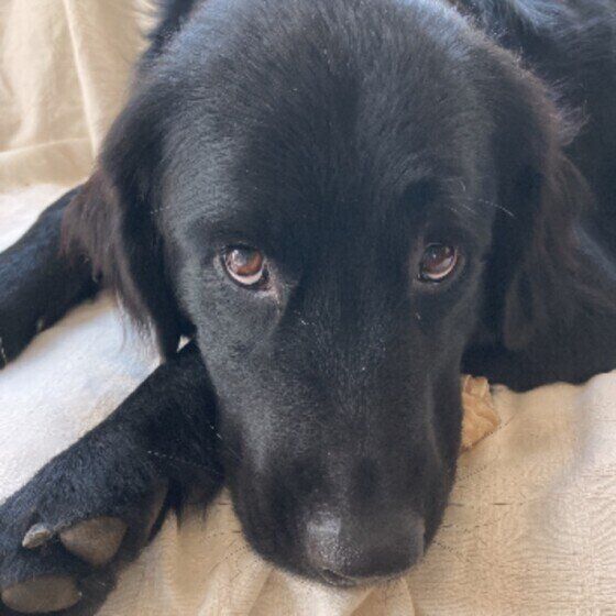 上目遣いをする犬