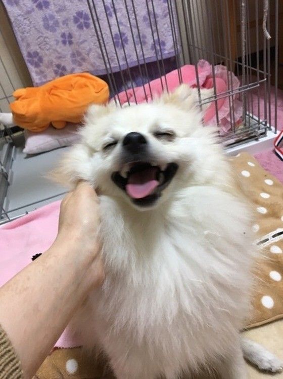 なでられて喜ぶポメラニアン