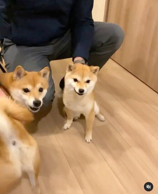 パパさんの帰宅を出迎えるにこちゃん・たまちゃん