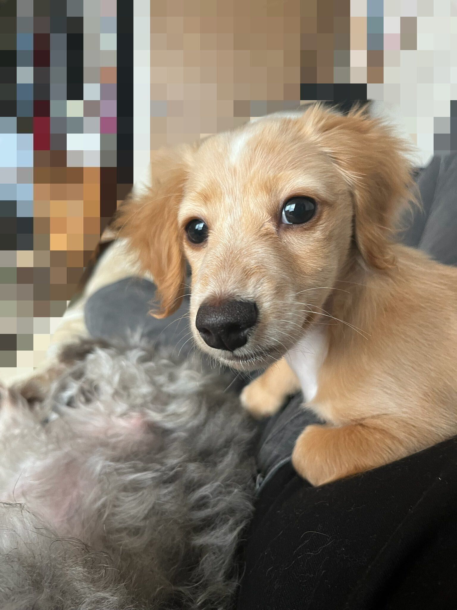 おうちに来て1カ月の犬