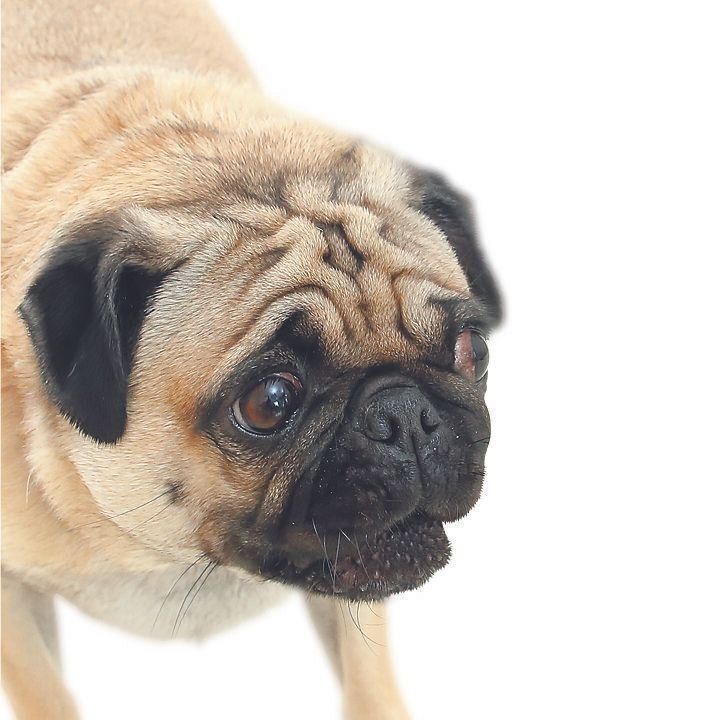 短頭種は表情の変化がわかりにくい