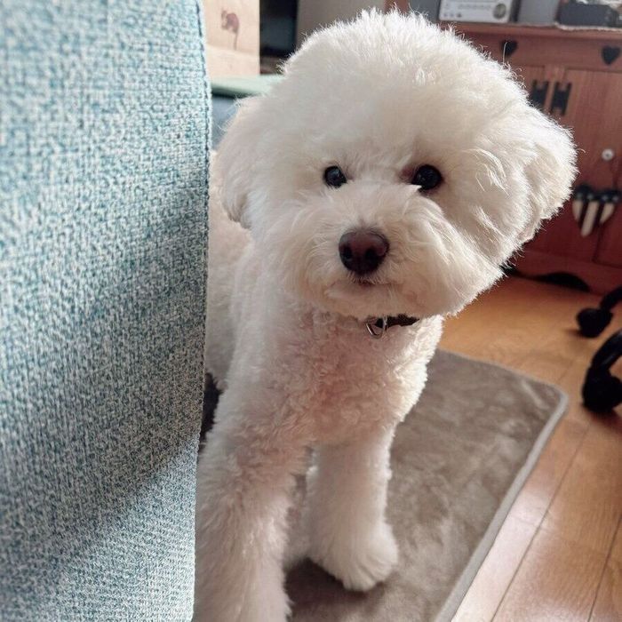 物陰から顔をのぞかせるクロエちゃん