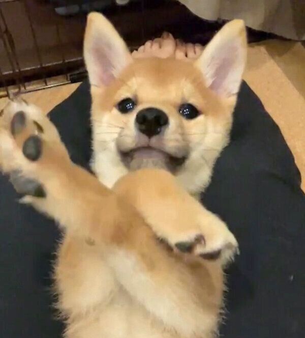 くつろぐメイちゃん