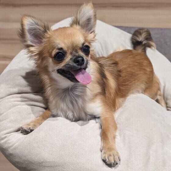 スグリ  チワワ