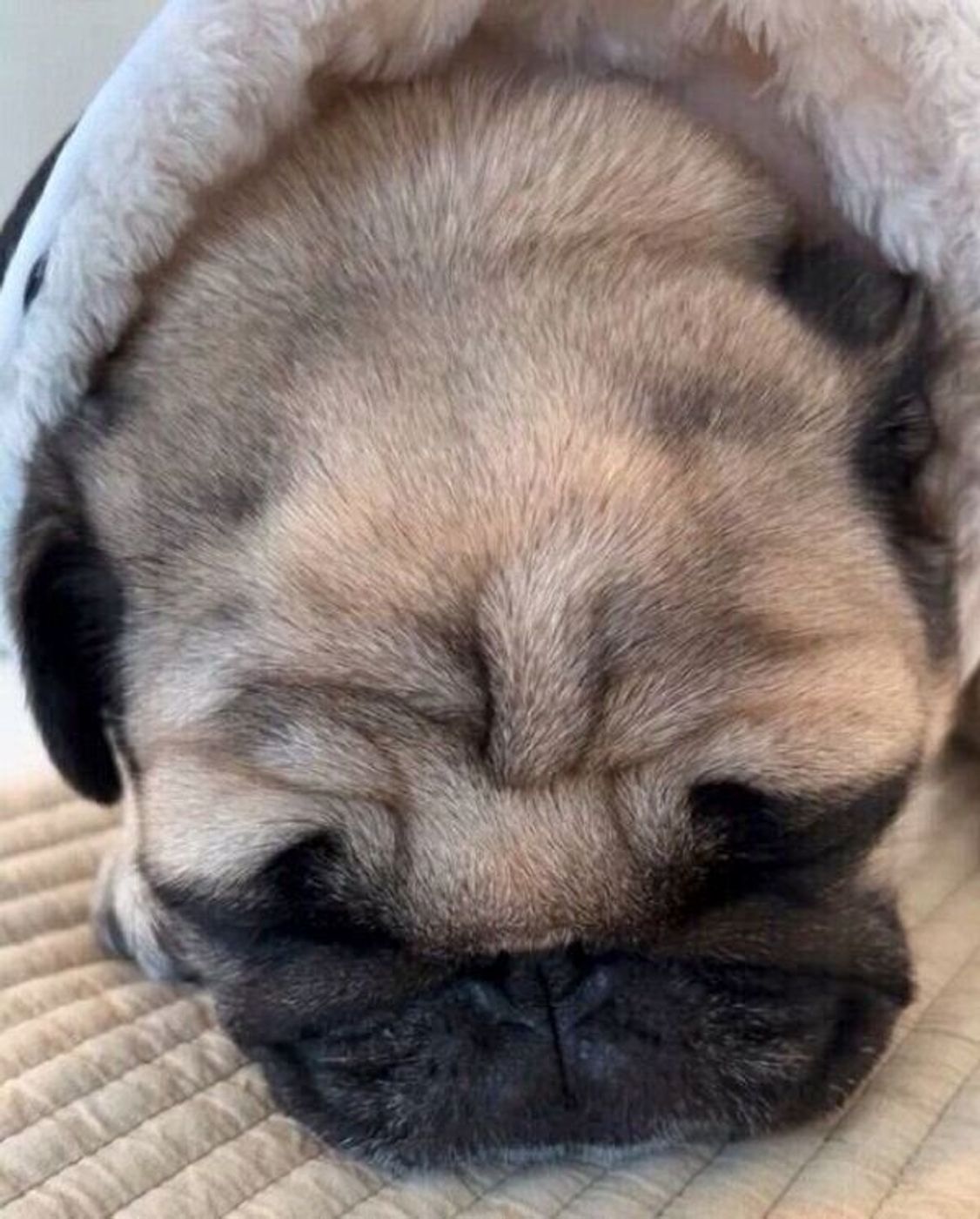 シルエットだけでかわいい お昼寝を邪魔されない 最高のアイテム を手に入れた犬 いぬのきもちweb Magazine シルエットだけでかわいい お昼寝を邪魔されない 最高のアイテム を手に入れた犬 いぬのきもちweb Magazine