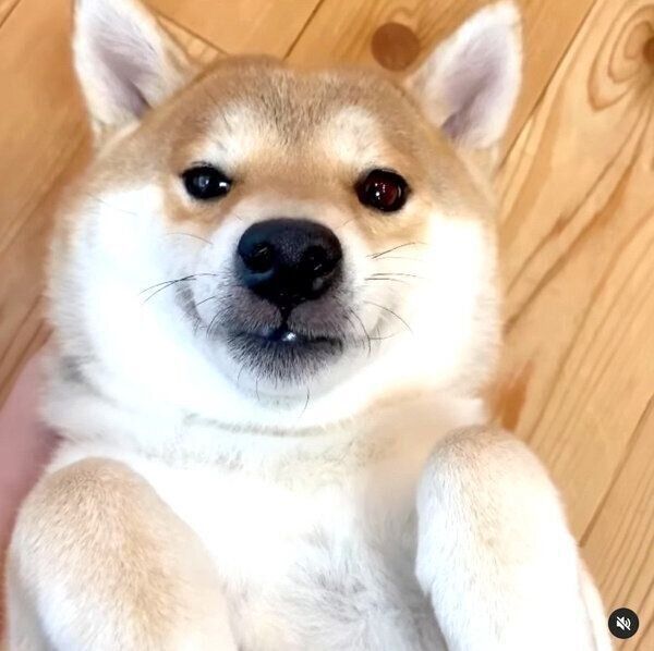 くつろぐユクちゃん