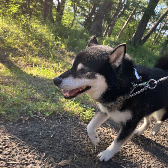 柴のてんてんくん♪