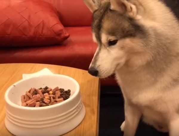 シベリアン・ハスキー