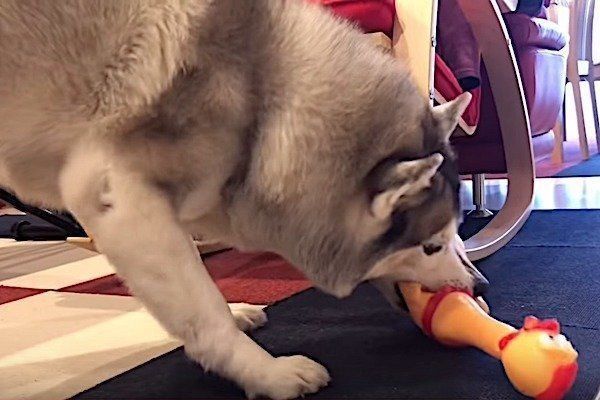 おもちゃの鶏に驚くシベリアン・ハスキー