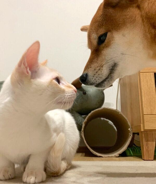 見つめ合うハナちゃんとトロくん