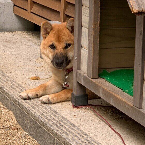 顔をのぞかせる柴犬のさくらちゃん