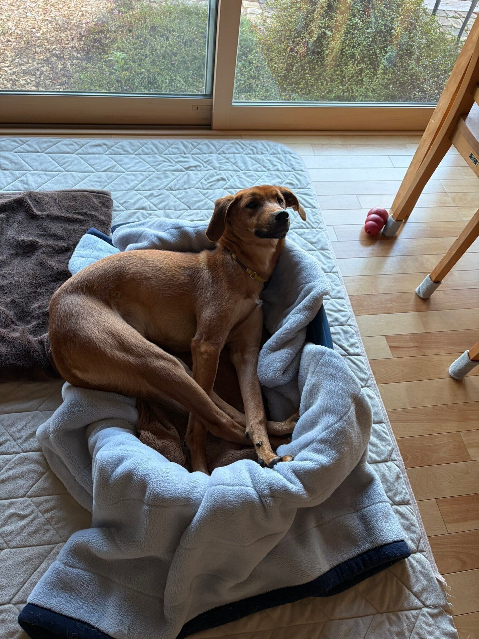 犬用のベッドに横たわる犬（1才）