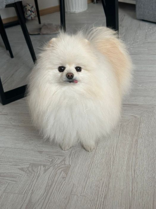 ふだんのコロ太くん 丸っこいフォルムがかわいすぎる