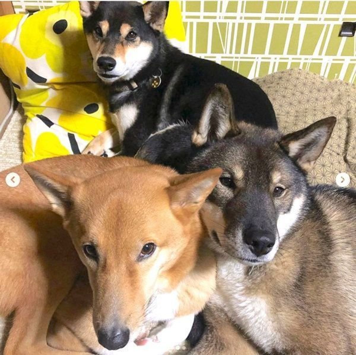 多頭飼いならではの幸せ 犬団子 犬同士くっついて眠るワケ いぬのきもちweb Magazine 多頭飼いならではの幸せ 犬団子 犬同士くっついて眠るワケ いぬのきもちweb Magazine