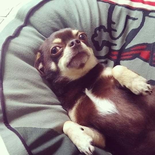 あおむけになったチワワ