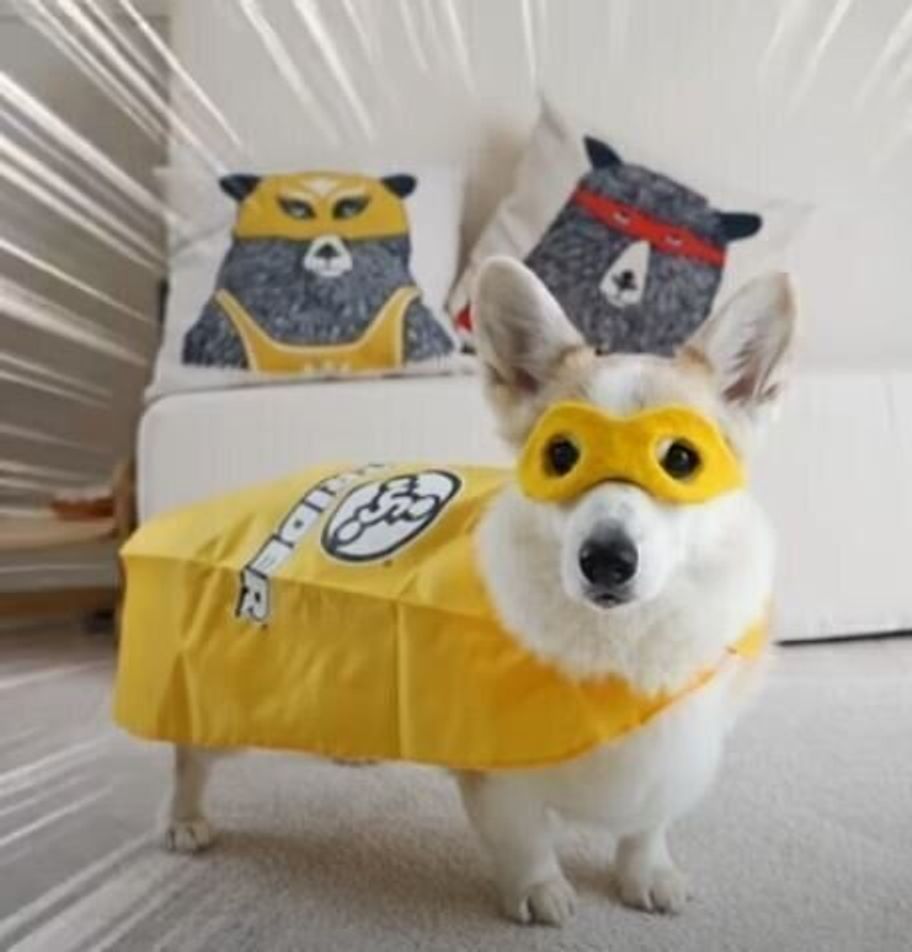 ヒーロー爆誕 羊毛フェルトの仮面 を被ったコーギー参上 いぬのきもちweb Magazine ヒーロー爆誕 羊毛フェルトの仮面 を被ったコーギー参上 いぬのきもちweb Magazine