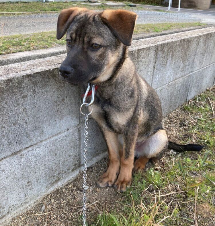 初めて会ったときはずっと震えていたというころくくん