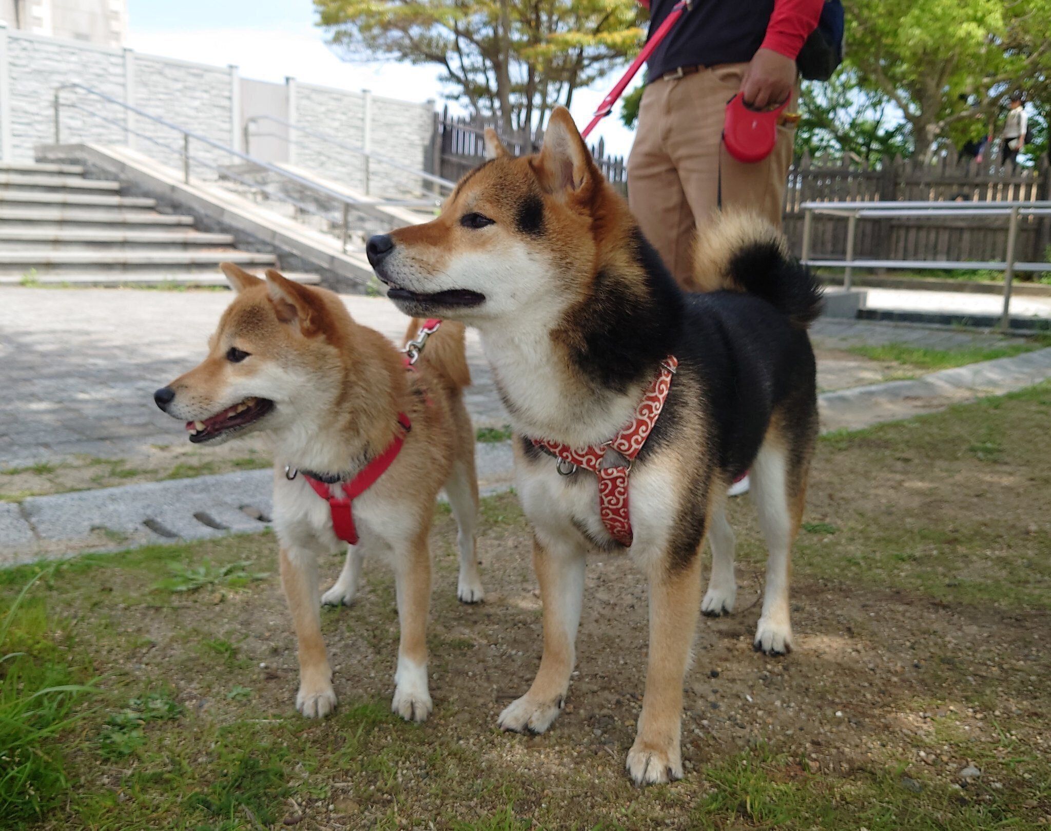 お出かけを楽しむはるちゃん、ごん太くん