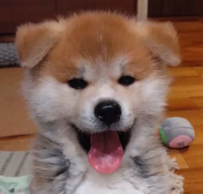 お迎えして1週間が経ったころのもくくん