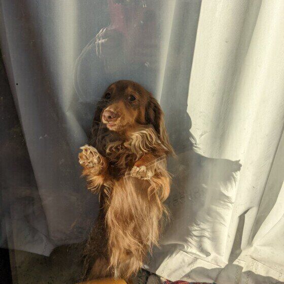 飼い主さんの帰宅を喜ぶカニーンヘン・ダックスフンド