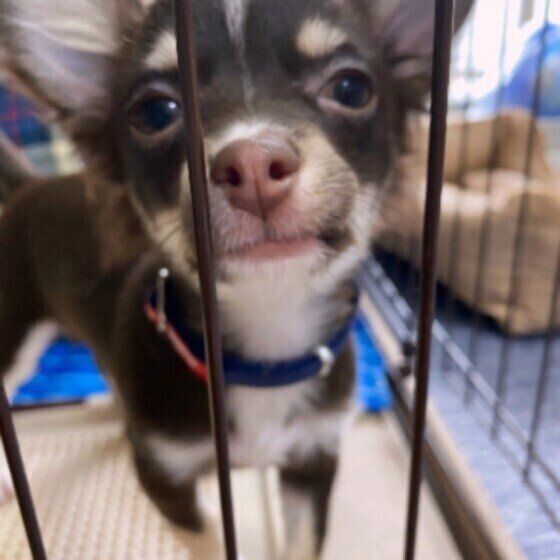 見つめるチワワ