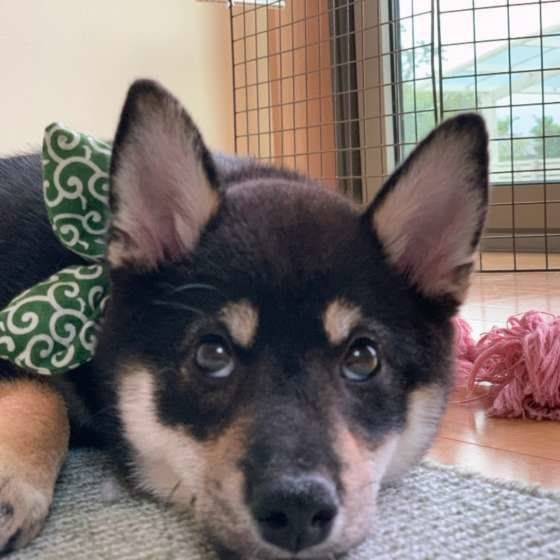 伏せをする柴犬