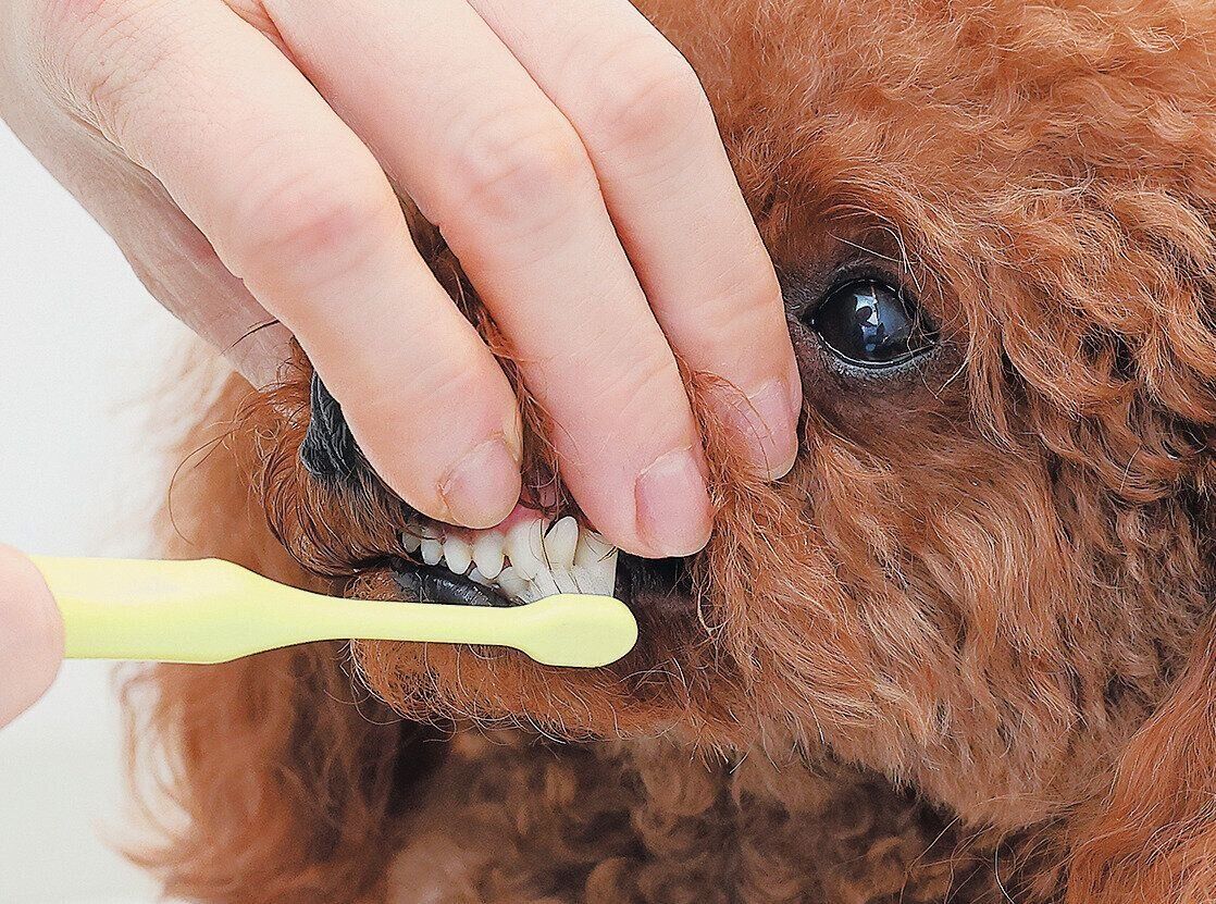 下の犬歯のみがき方