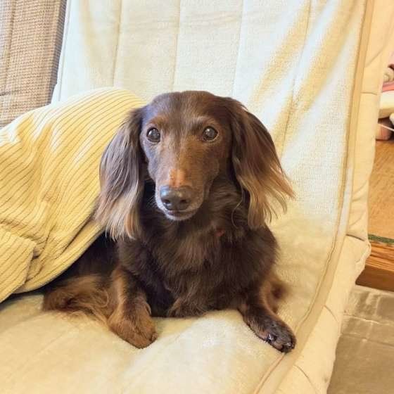 ミニチュア・ダックスフンド