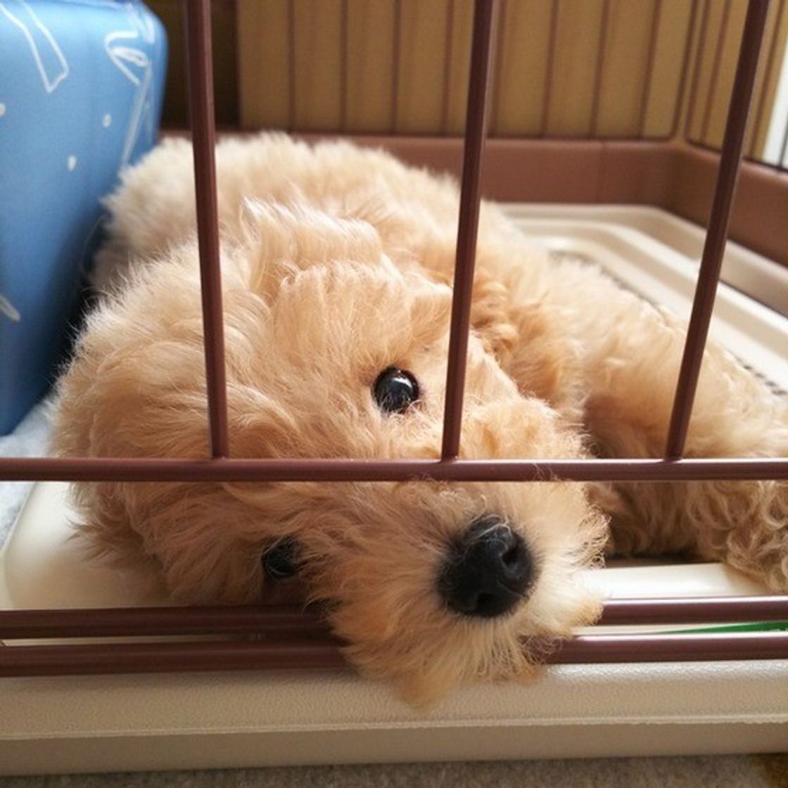 犬の 嫉妬 の実態 とくにジェラシーを感じやすいタイプは いぬのきもちweb Magazine 犬の 嫉妬 の実態 とくにジェラシーを感じやすいタイプは いぬのきもちweb Magazine