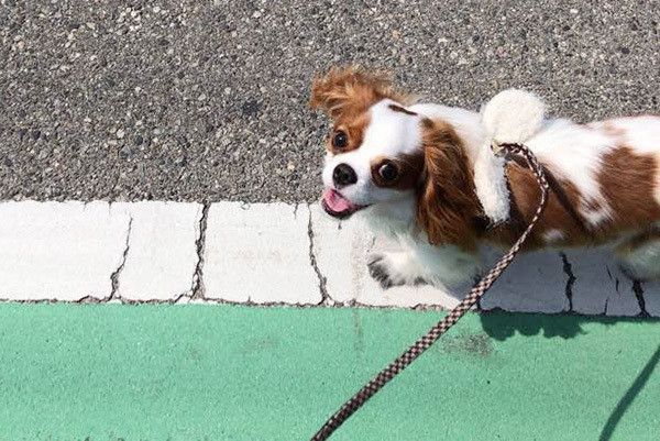 散歩するキャバリア・キング・チャールズ・スパニエル