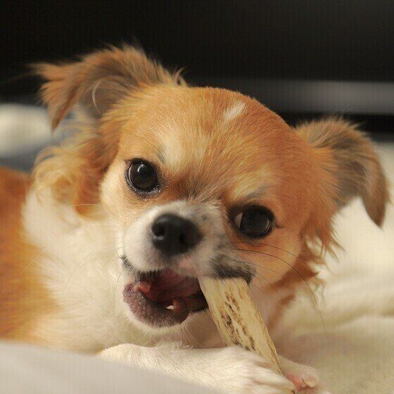 犬の歯は何本？乳歯と永久歯の本数や歯の役割を獣医師に聞いてみた いぬのきもち