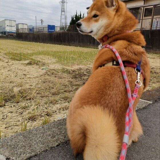 散歩を楽しむ犬