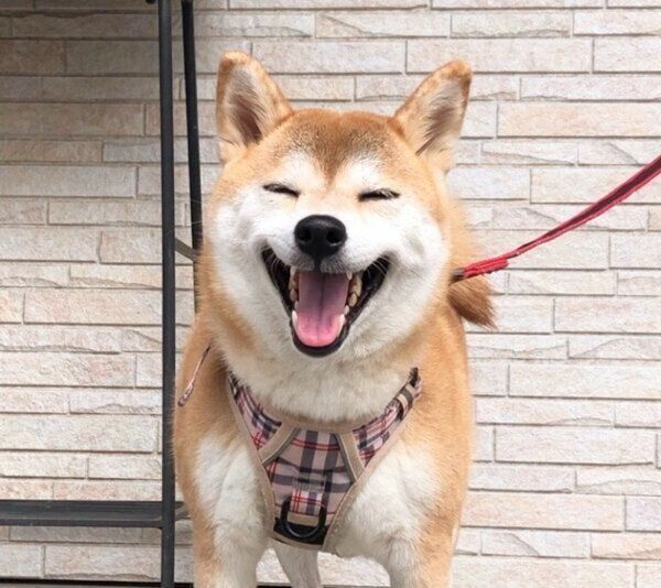 笑顔が可愛いももちゃん