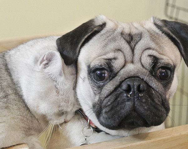 猫のすりすりに困惑気味のワンコ このあと モテテク をお返しする いぬのきもちweb Magazine