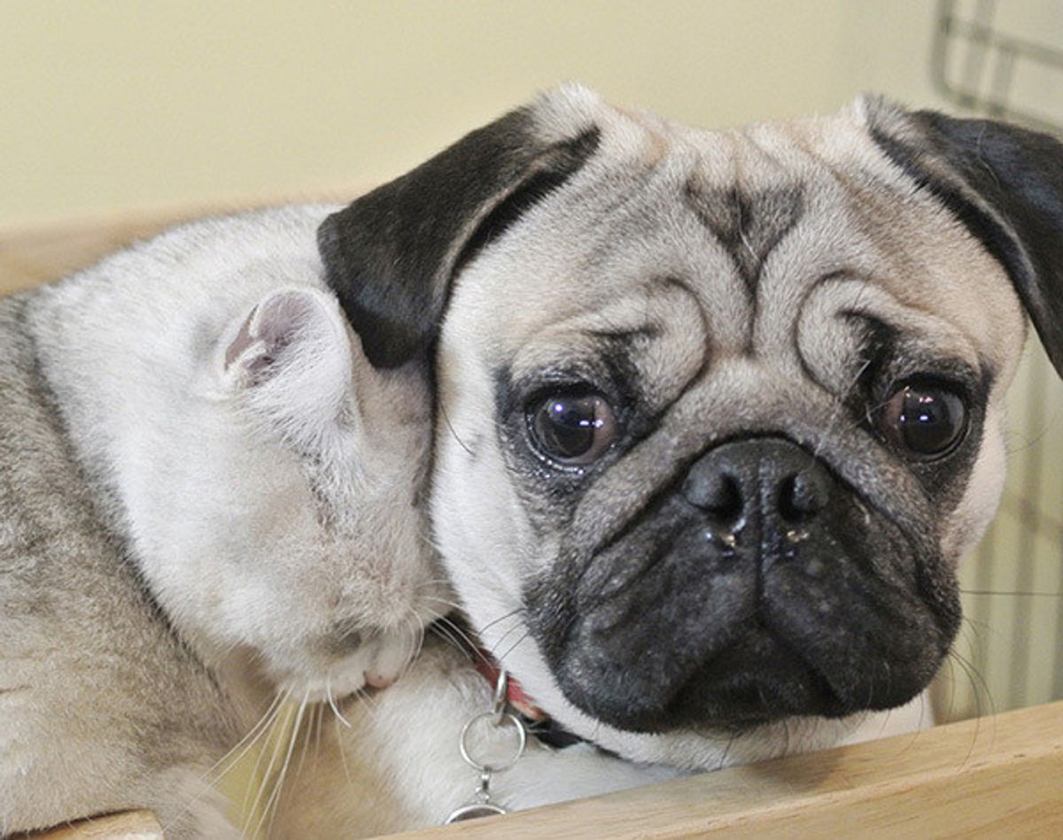 猫のすりすりに困惑気味のワンコ このあと モテテク をお返しする いぬのきもちweb Magazine 猫のすりすりに困惑気味のワンコ このあと モテテク をお返しする いぬのきもちweb Magazine