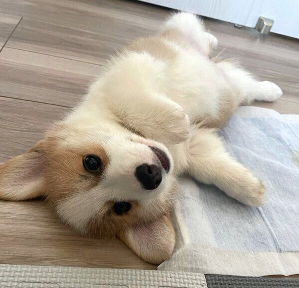 ゴロゴロするぱんちゃん