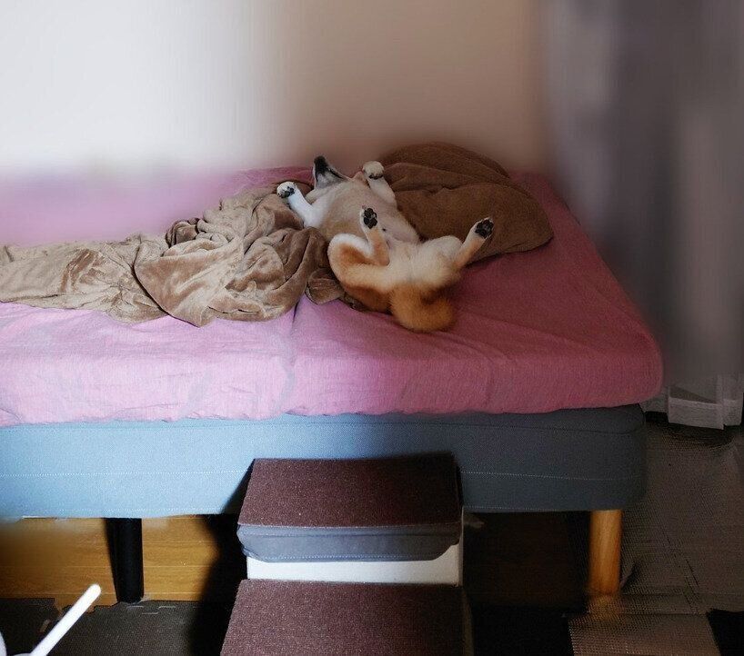 動かずに飼い主さんを見送るこま次郎くん