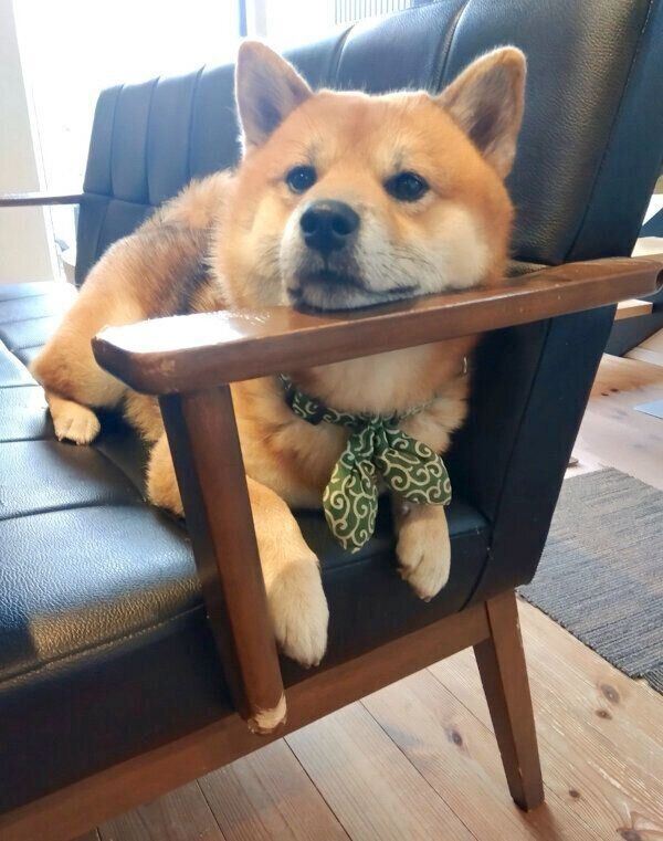 くつろぐおにぎりくん