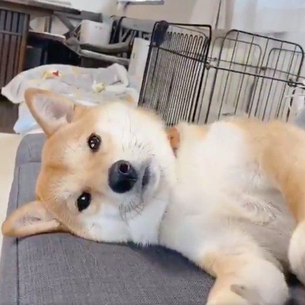 まったりするりんご郎くん