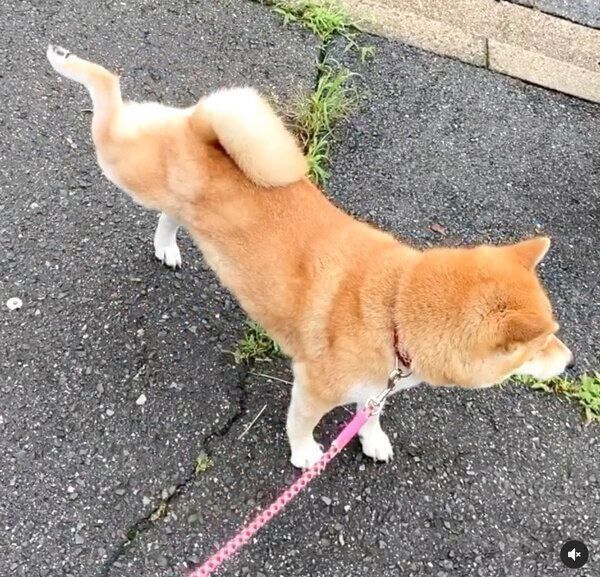 ウンチ後に後ろ足を蹴り上げるユクちゃん