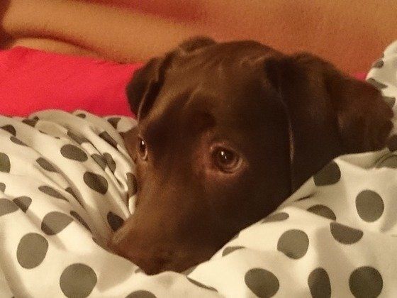 甘えん坊でマイペースなラブラドール・レトリーバーのUTAちゃん