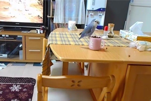 ごはんをもらうコーギー