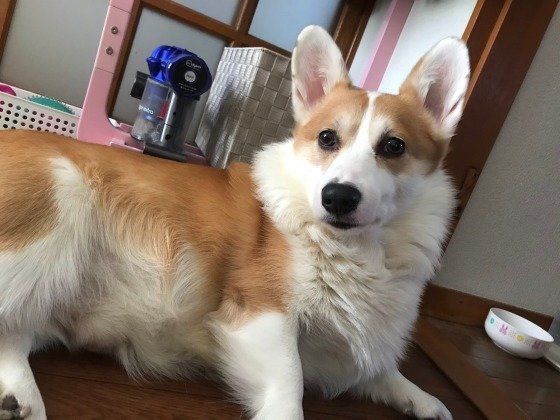 見つめるウェルシュ・コーギー・ペンブローク