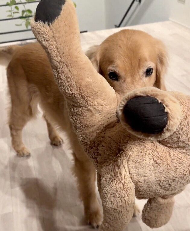 遊んでアピールするゆずちゃん。