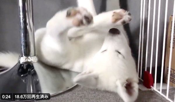 熟睡するもんたろうくん